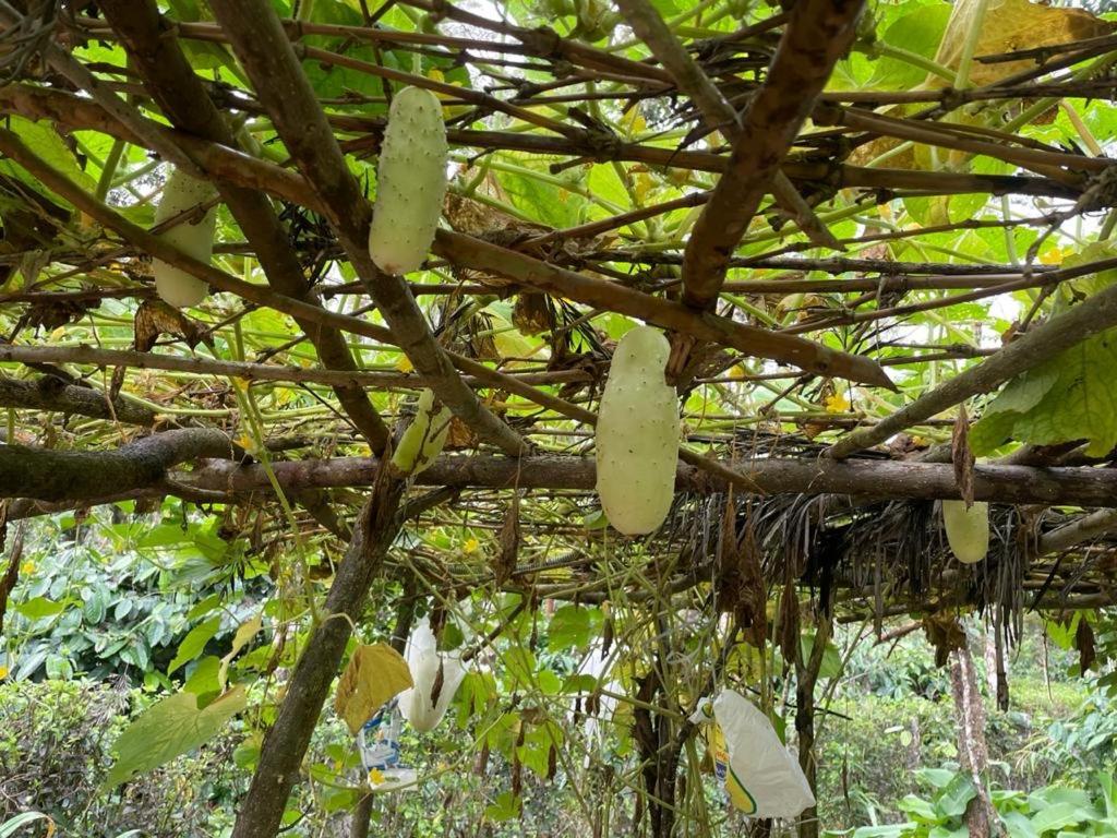 New Organic Home Stay Mudigere Εξωτερικό φωτογραφία
