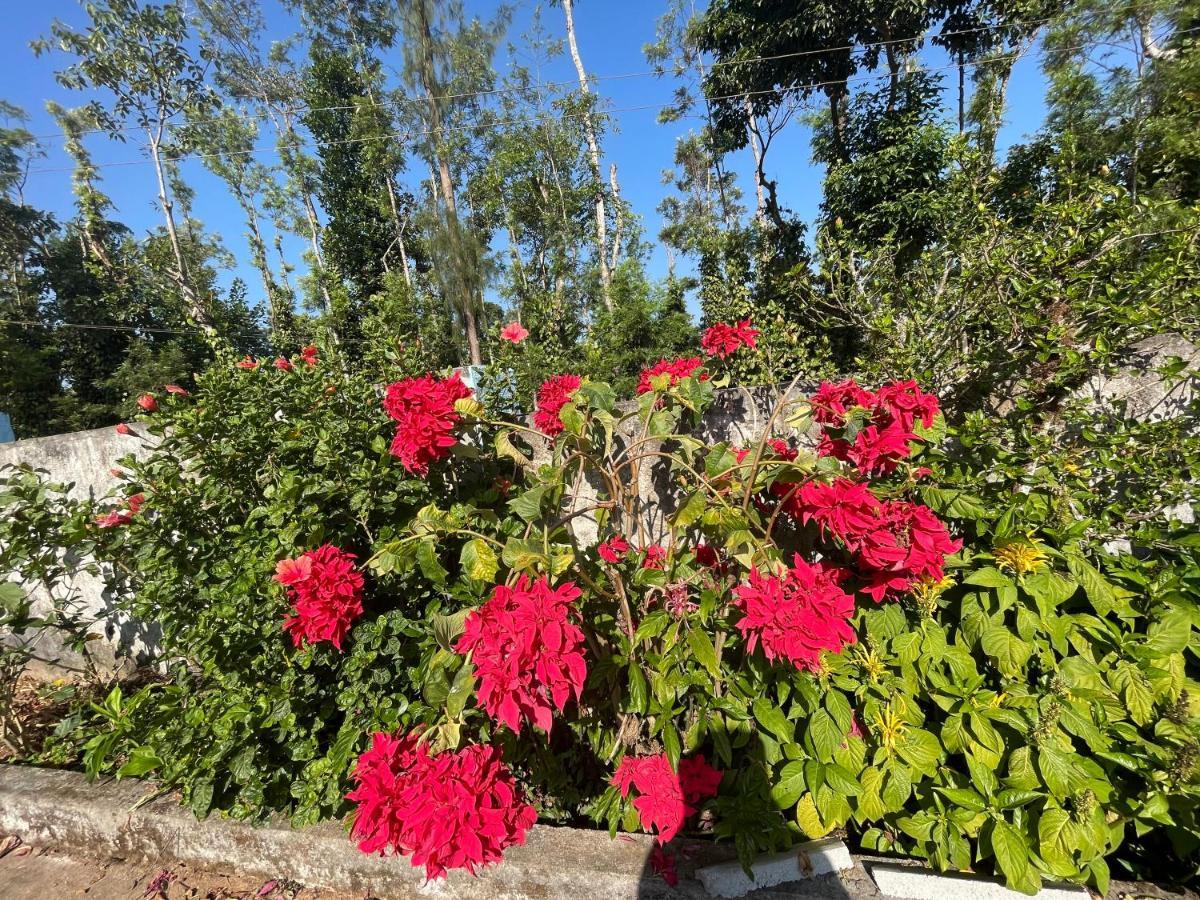 New Organic Home Stay Mudigere Εξωτερικό φωτογραφία